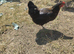 Chicken for sale