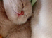 Beautiful Female Kittens Ready to Reserve