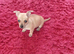 Handbag dog for new home