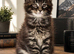 Stunning male full Maine Coon ready now