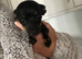 Chihuahua puppy for sale