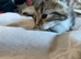 Kittens ready 1st week in June