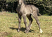 Cutest Mare & Colt Foal