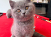 ONLY ONE BOY AVAILABLE-GCCF British Shorthair Blue Kittens