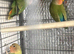 Lovebirds