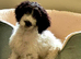 Cockapoo Boy for Rehome