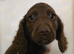 Last male cockapoo