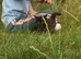 Maincoon cross ragdoll
