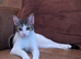 5month kitten