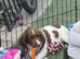 Lovely Sprockers looking forever home