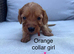 Health tested cavapoos