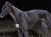 Irish Bred Registered Greyhound Bitch.