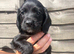 Cocker spaniel pups for sale