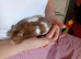 Hamster