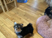 Happy lively Maltipoo puppies