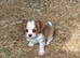 Beautiful Cavalier King Charles Spaniel Puppies – Ready for Loving Homes