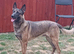 German Shepherd x Belgium Malinois