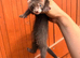 Angora baby ferrets