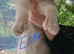 Exceptional TICA Registered Maine Coon Polydactyl Boys- NEUTERED