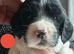 Gorgeous KC Springer Spaniel Puppies