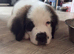 Last female Saint Bernard puppy READY TO LEAVE NOW
