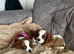 King Charles cavalier