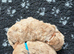 Cavapoo health tested parents