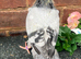 Very nice and very good quality racing pigeons