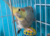 Cockatiel bird