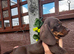 For sale chocolate 8weeks old boy puppy