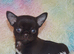 EXTENSIVELY HEALTH TESTED KC REG CHIHUAHUAS