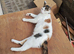 Cat in wembley looking for new home