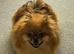 KC reg True teddybear Pom puppies RARE colours!