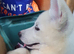 12 Week old female White Husky Pups. 1st & 2nd Vaccines. Ready to be walked in 7-10 days