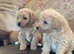 Fabulous poochon puppies