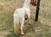 Gorgeous Palomino And White Gelding For Sale