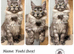 TICA registration Maine coon kittens Ready Now
