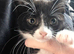 3 Beautiful Tuxedo coloured kittens 2xmale, 2xfemale. Ready for a new home