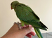 Baby hand reared Ringnecks parakeets