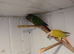 Pair conures breeding pair.suncherk+greencheek