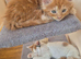 Maine coon kittens
