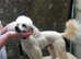Apricot Toy Poodle Available For Stud