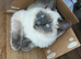 1 male available