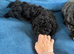 Black Shihpoo pup bitch