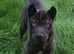 Shar Pei X