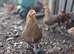 Bantam Brahma hens, NOW LAYING, garden chicken