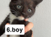Kittens for sale