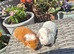 Young Female Guinea Pigs