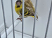 BEAUTIFUL PROVEN PAIR MUTATION YELLOW PASTEL SISKINS