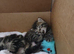 Bengal mix kittens